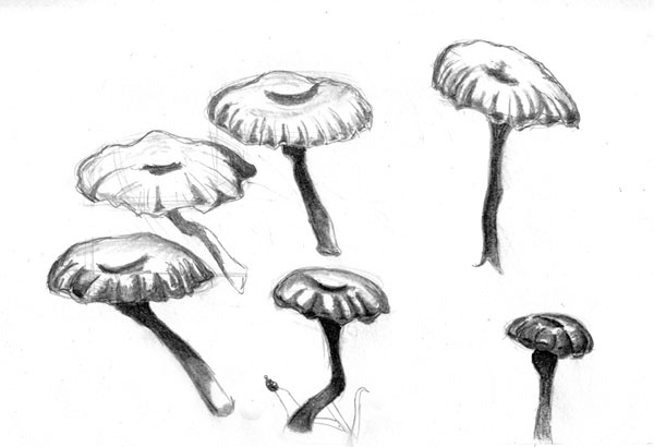 Mushrooms Sketch