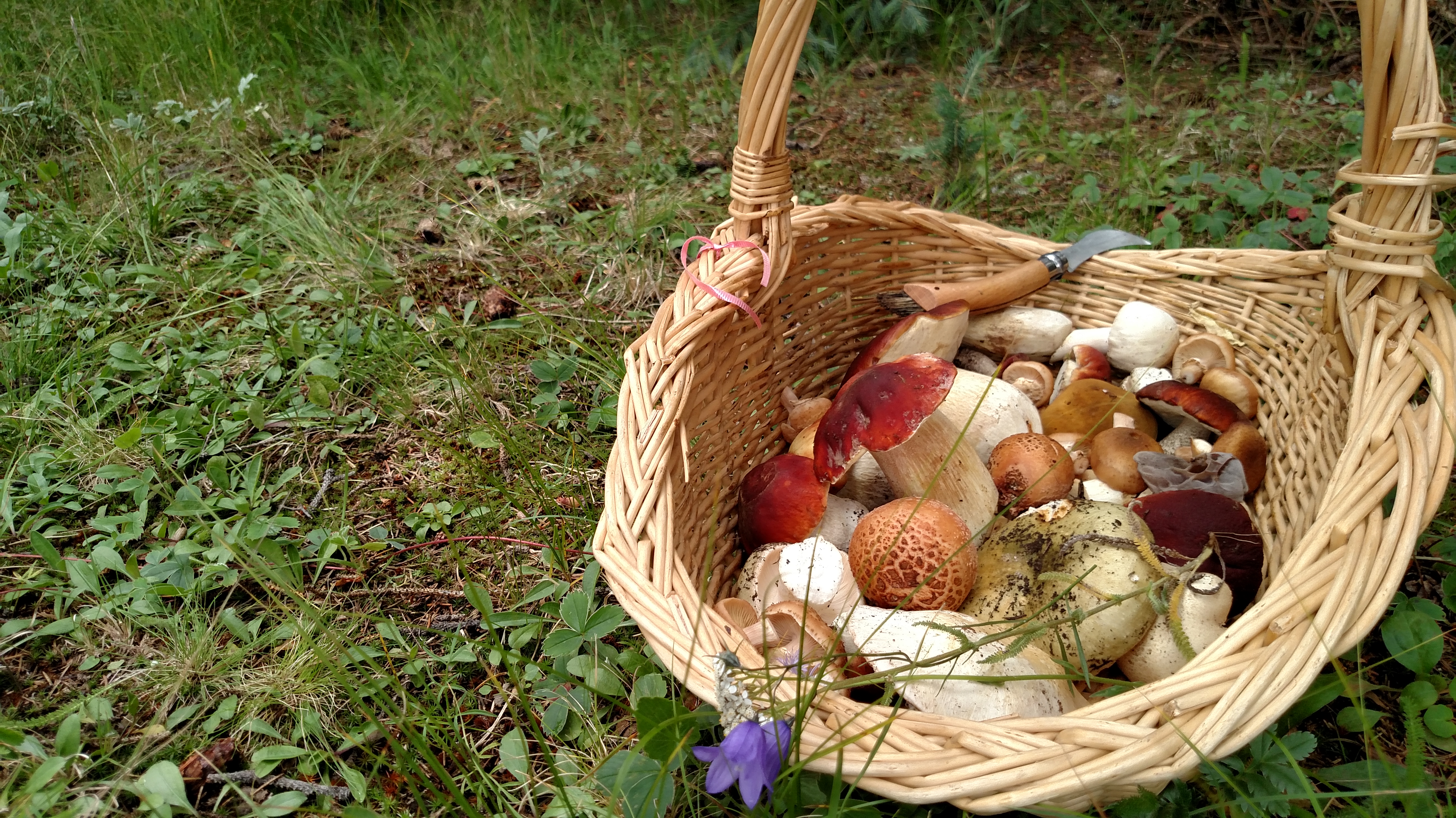 Basket of wild foraged mushrooms