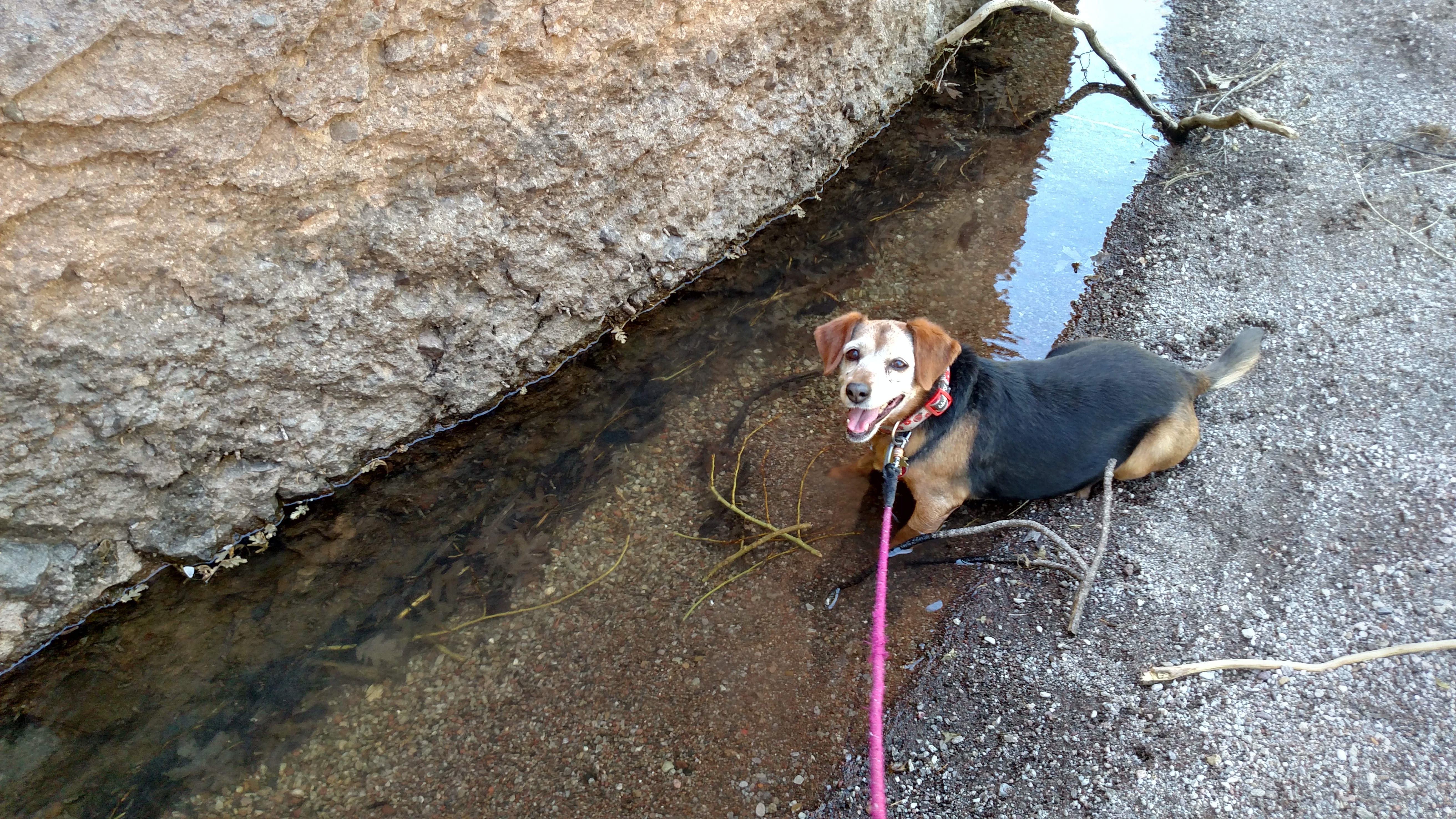 A beagle cools off in a mountain stream in the shade of a boulder