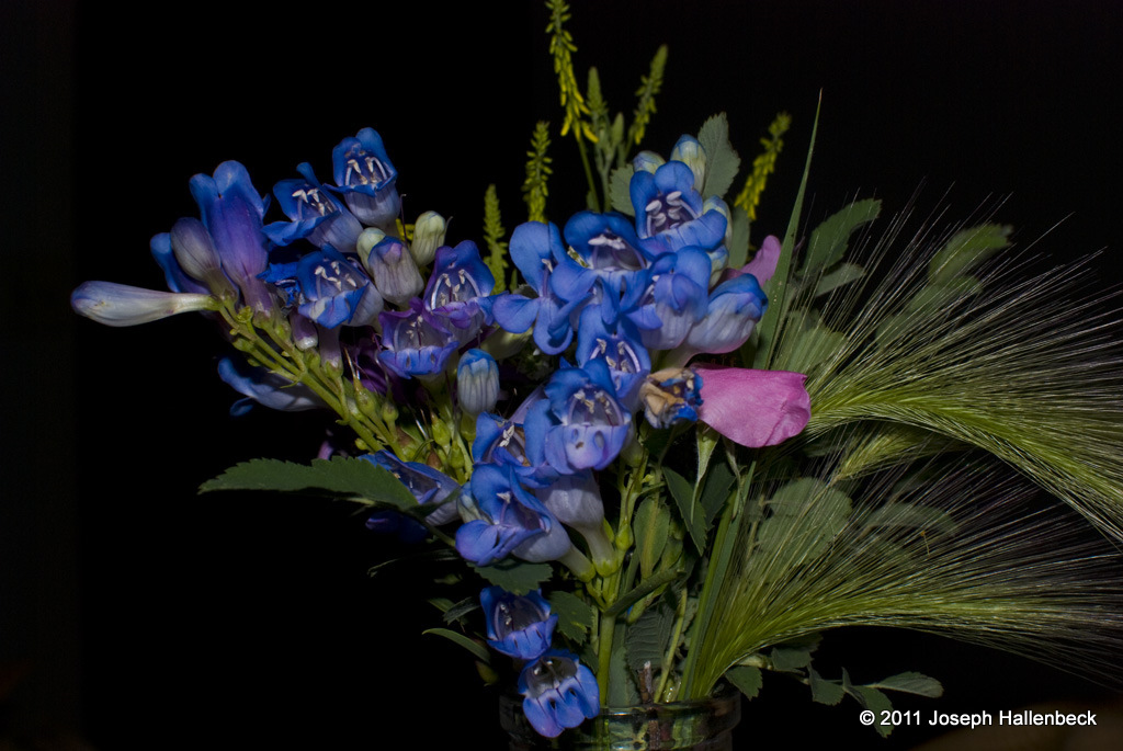 Boquet of Wildflowers from the Black
Hills