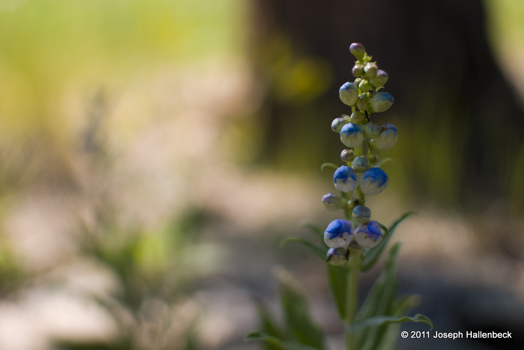 Flowers at Jewel Cave National Monument, Custer,
SD