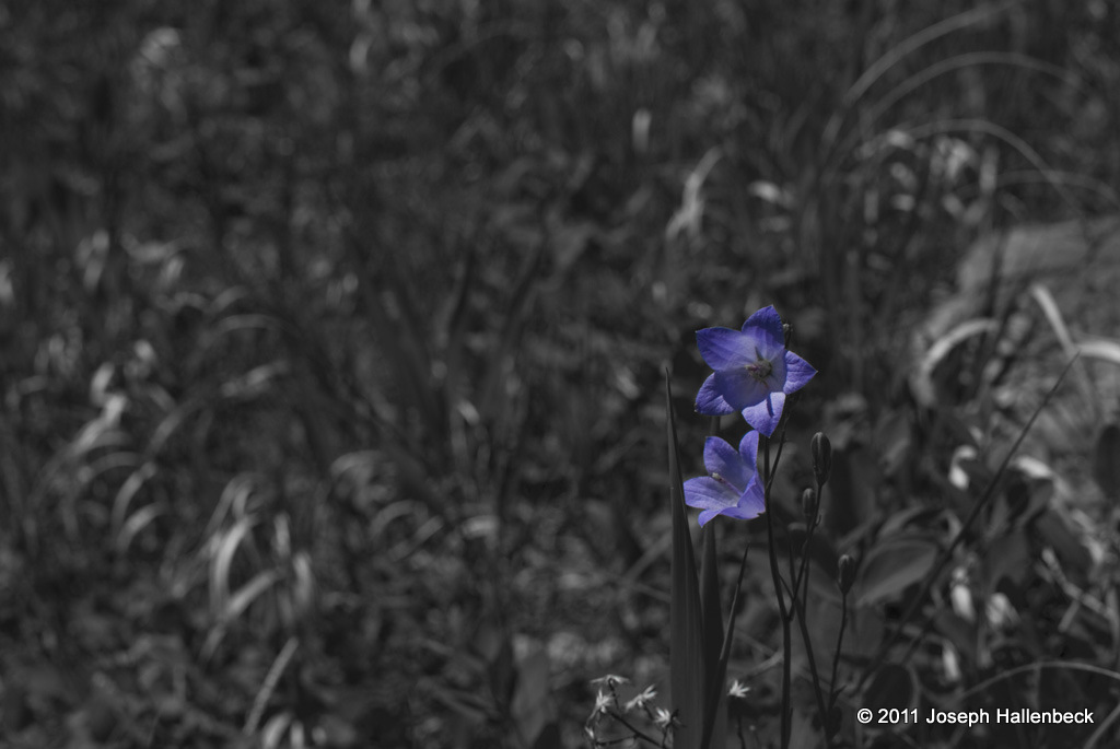 Bluebells at Jewel Cave National Monument, Custer,
SD