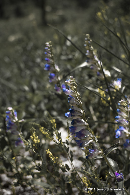 Penstemon at Jewel Cave National Monument, Custer,
SD