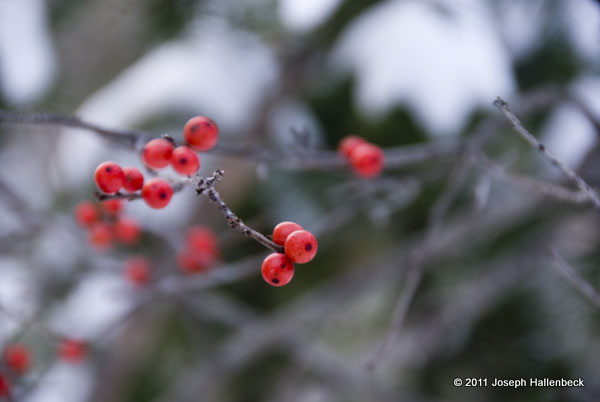 Winter Berries in Northern Michigan