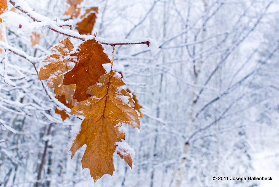 Winter Leaves